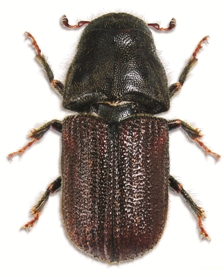 The mountain pine beetle